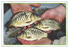 Carp