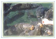 Fish Feeding