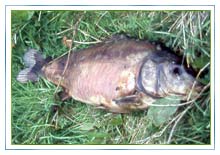 Dead Carp