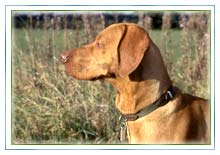 Bruno's Hungarian vizsla, Doddie