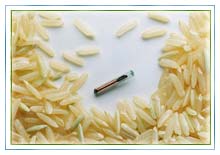 Microchip surrounded by grains of rice