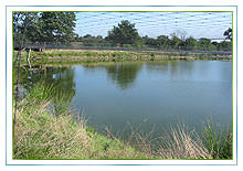 Suppliers of carp